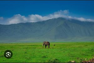 elephant at ngorongoro highlands